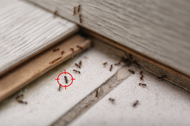 Best Best Pest Control Companies  in Wagoner, OK